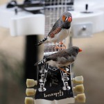 Zebra Finches perch on an electrique guitar on July 8, 2009 in a aviary in Nantes as part of a creation by French Celeste Boursier-Mougenot named "From Here to Ear." The project features 40 zebra finches which are let loose in a space rigged with hanging harpsichord strings and coat hangers all connected to an audio system. As the audience enters the space, the birds move and perch on different structures which trigger unique ambient sound patterns. AFP PHOTO FRANK PERRY (Photo credit should read FRANCK PERRY/AFP/Getty Images) (Newscom TagID: afplivetwo939009.jpg) [Photo via Newscom]