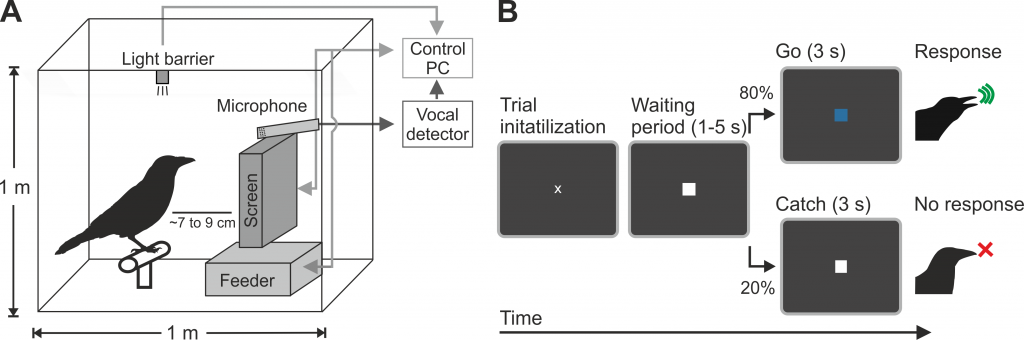 Volitional control of vocalizations in corvid songbirds. Schematic illustration of setup and task.